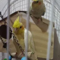 پنچ تا عروس هلندی|پرنده|قدس, شهر‌قدس|دیوار