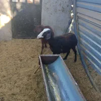 میش وبره