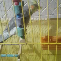 عروس هلندی|پرنده|میناب, |دیوار