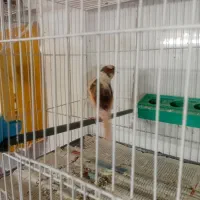 قناری ابلغ سرخ ماده سوپر|پرنده|تربت‌حیدریه, فردوسی جنوبی|دیوار