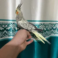 یک جفت عروس هلندی