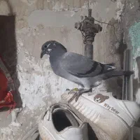 پلاکی|پرنده|مسجد سلیمان, |دیوار