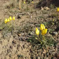 زمین کشاورزی با سهمیه آب چاه