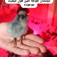 فروش جوجه گلین طوسی ومشگی فول کیفیت