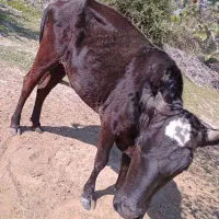 گاو ماده|حیوانات مزرعه|رودان, |دیوار