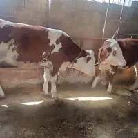 خرید و فروش انواع گوساله