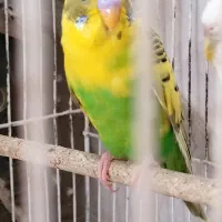 مرغ عشق نر|پرنده|الوند, |دیوار