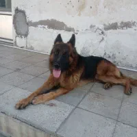 سگ ژرمن|سگ|بابل, |دیوار