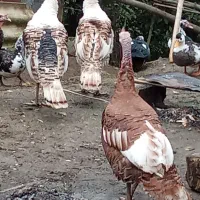 فروش بوقلمون