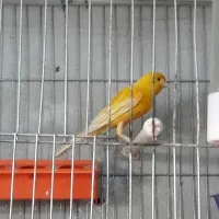 قناری نر|پرنده|الوند, |دیوار