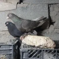 کبوتر قره فیلی اویناخ