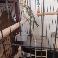 طوطی عروس همراه با ۵تا بچه