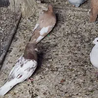 کبوتر رنگه|پرنده|تربت‌حیدریه, شهید بهشتی|دیوار