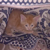 گربه های