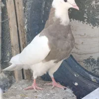 کبوتر،طوقی،معاوضه باسوسکی دمسفید|پرنده|هرسین, |دیوار