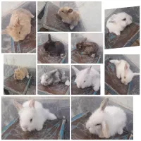 بچه خرگوش لوپ