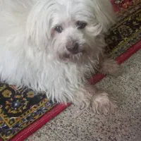 سگ شیتزو مالتیز نر