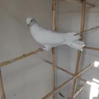 کبوتر پرشی|پرنده|مهدی شهر, |دیوار