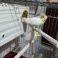 یک جفت عروس هلندی لوتینو سابقه دار مولد کار داد