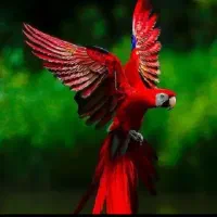 طوطی پیدا شده