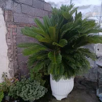 سیکاس دوقلو|گل و گیاه طبیعی|آستانه اشرفیه, |دیوار