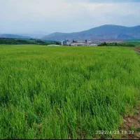 گندم دیم کمباینی