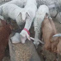 میش لاکن وبره لاکن اصل فرانسه 3قلو زا