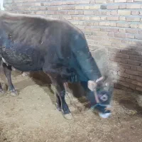 فروش دوراس گاو وگوساله