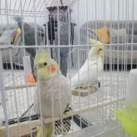 عروس هلندی جفت به شرط تخم