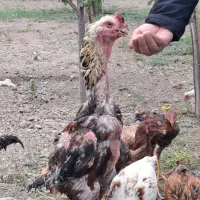 خروس ومرغ لاری