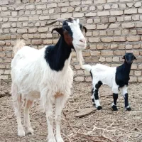 بزبره