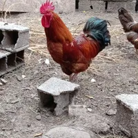 خروس محلی درشت