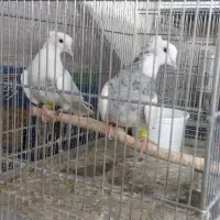 طوقی ۷رنگ|پرنده|بافق, |دیوار