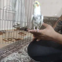 یک عروس نر دستی