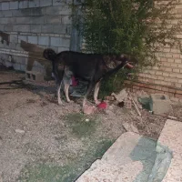 پژدر ۱۴ماهه