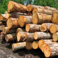 خریدار انواع چوب باغی و خدمات چمن زنی.