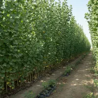 فـروش نـهال صنوبـر با پشتیبانی کامل|خدمات باغبانی و درختکاری|ایلام, |دیوار