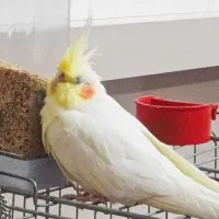 عروس هلندی گمشده (+مژدگانی)