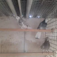 پرنده|پرنده|قم, هنرستان|دیوار