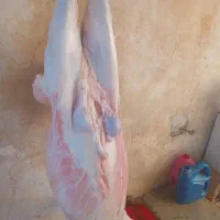 سلان دوستان گوشت بره نر درجه یک موجوده کیلو۱۵۰۰