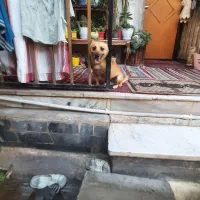 سگ نر اشپیز روباهی