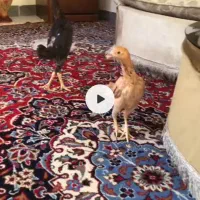 جفت مرغ خروس کوشامو اصل