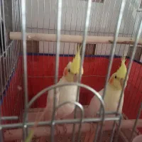 پرنده