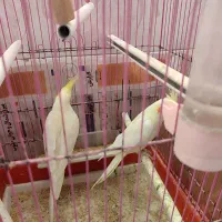 عروس هلندی دو عدد|پرنده|تهران, مسعودیه|دیوار