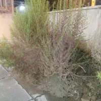 فروش جارو محلی به صورت یکجا