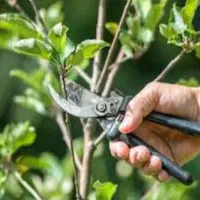 هرس کاری درختان|خدمات باغبانی و درختکاری|تبریز, |دیوار