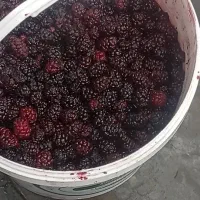 شاتوت‌درجه‌۱ شاندیز