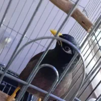 مرغ مینام رفته