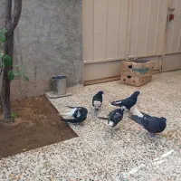 تخت دمسفید اصفهانی