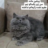 واگذاری پرشین بلو ماده عقیم نشده